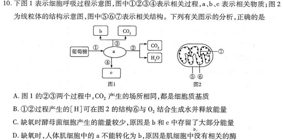 邢台市2022~2023学年高一(上)教学质量检测(23-219A)生物