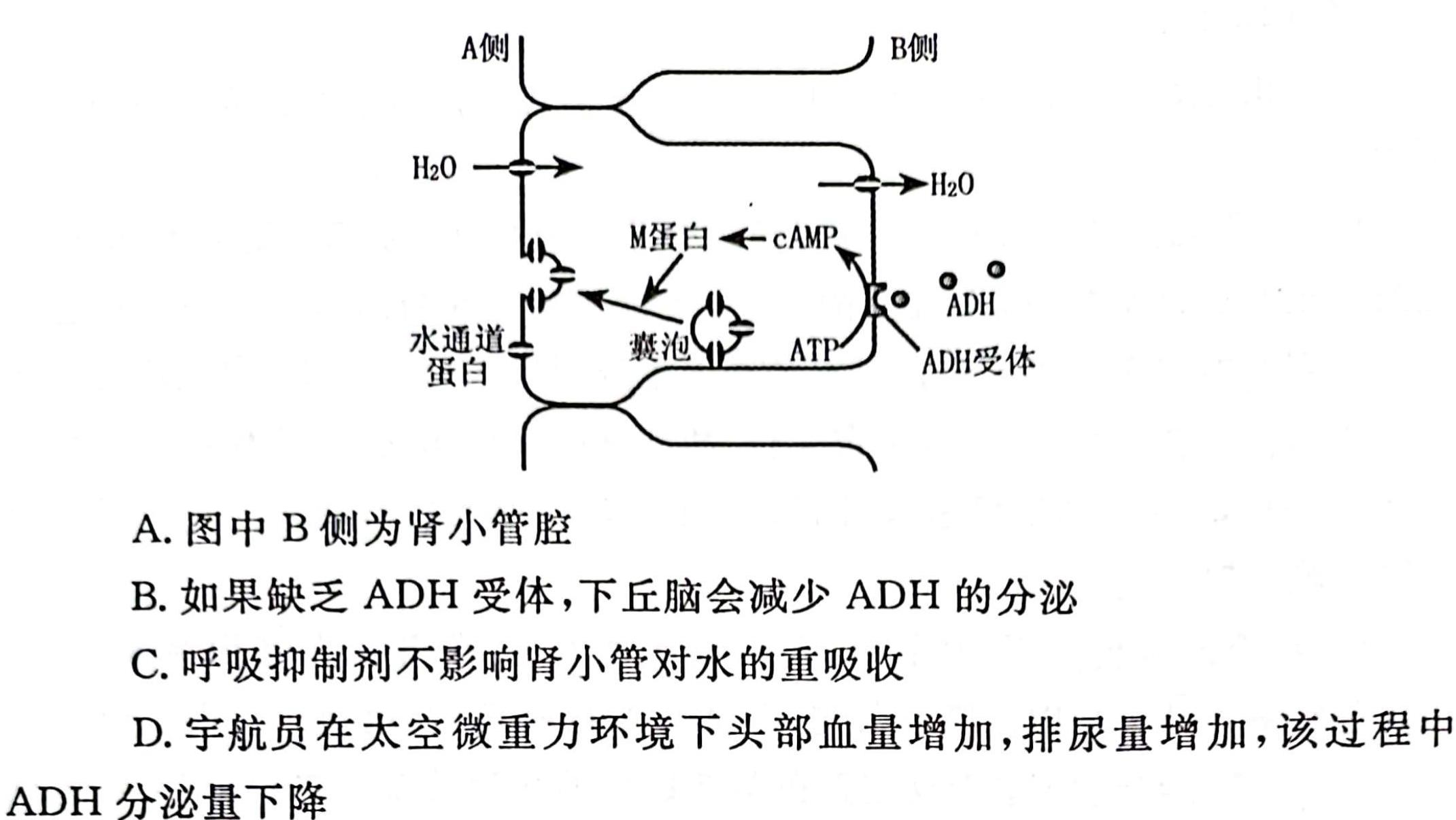 邢台市2022~2023学年高一(上)教学质量检测(23-219A)生物