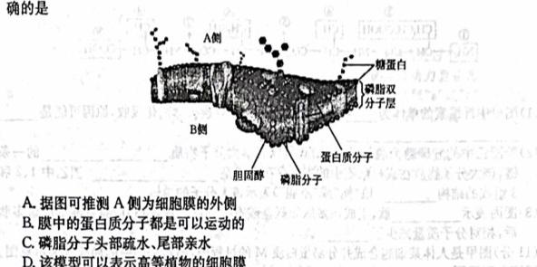 2023届衡水金卷西南名校高三第一次大联考生物