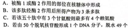 2023年普通高等学校招生伯乐马模拟考试(四)4生物