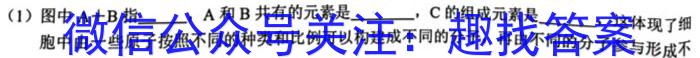 2023年湖北圆创名校联盟高三第四次联考生物试卷答案