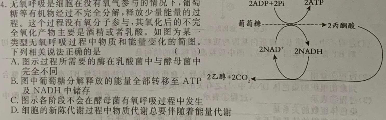 [晋城二模]晋城市2023年高三第二次模拟考试(X)生物