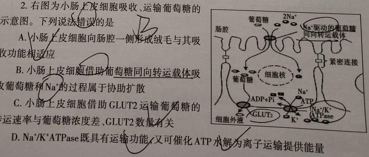 佩佩教育2023年普通高校招生考试四大名校名师团队猜题卷b生物