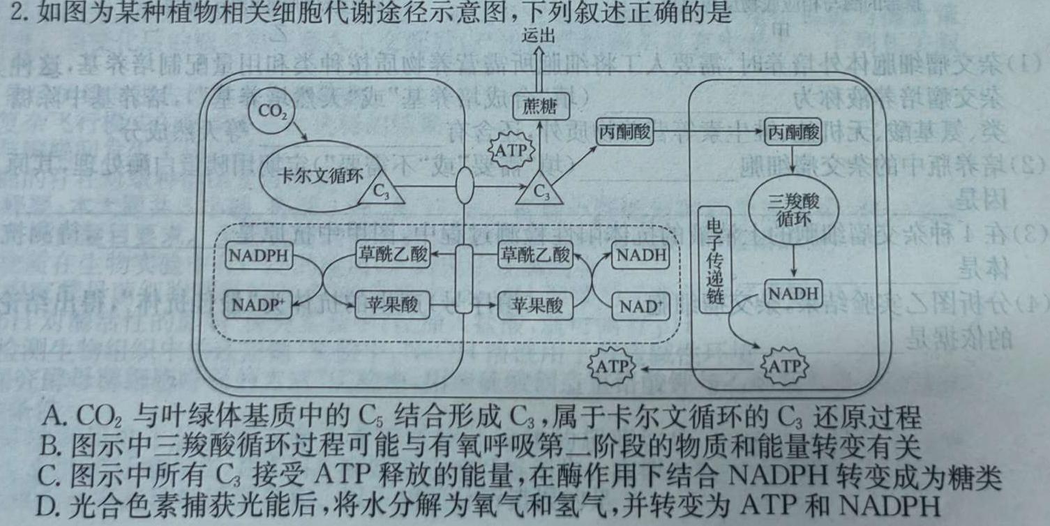 中州联盟 2022~2023学年高二下学期期末考试(232747D)生物