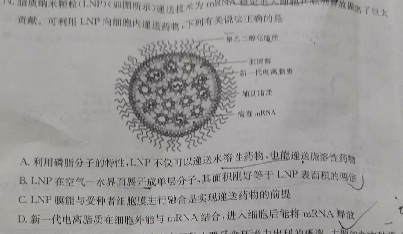 ［湖北大联考］湖北省2024届高三年级10月联考生物