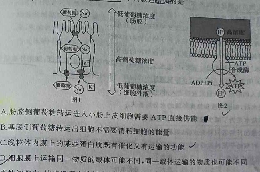 九师联盟 2024届高三9月质量检测巩固卷LG生物