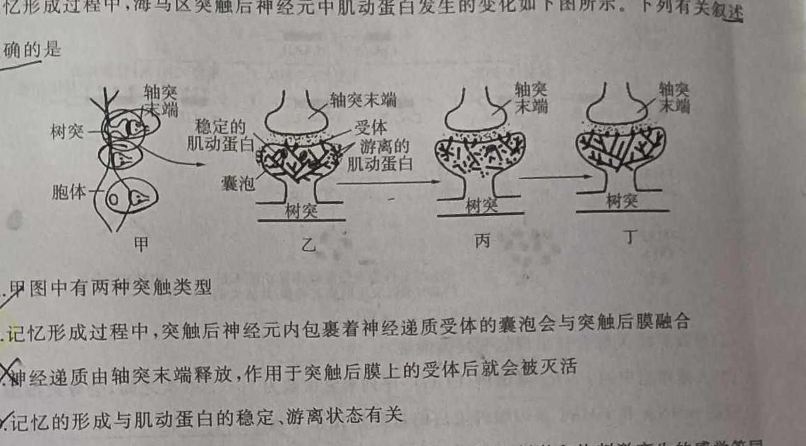 河南省中原名校联盟2024届高三上学期9月调研考试生物