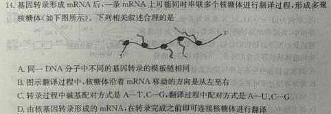 2024届智慧上进高三总复习双向达标月考调研卷(二)生物