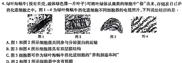 学普试卷 2024届高三第一次模拟试题(一)生物学试题答案