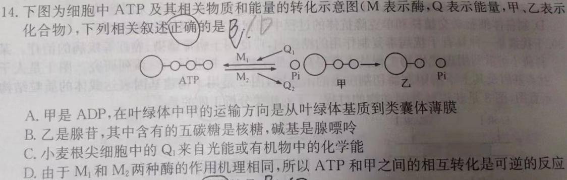 安徽省2023-2024学年九年级上学期教学质量调研一（考后更新）生物