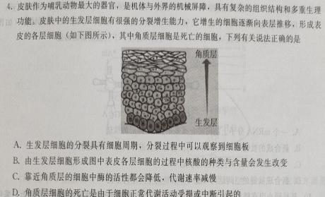 江西省2023-2024学年度九年级阶段性练习（二）生物学试题答案