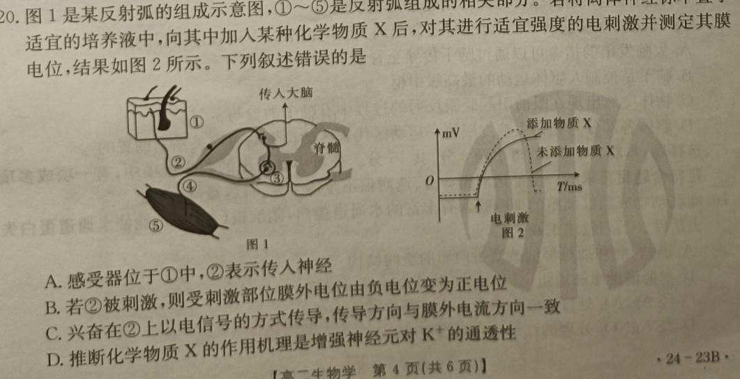 金科大联考2023-2024学年高二年级10月联考生物