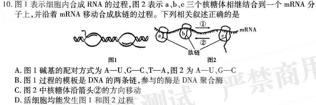 陕西省2024届高三年级10月联考生物学试题答案