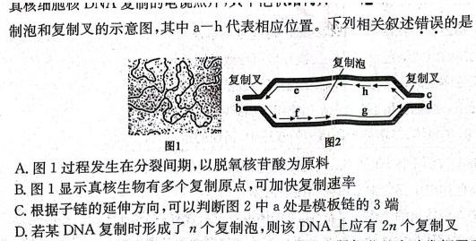 2024届河南省中原名校联盟高三9月调研考试生物学试题答案