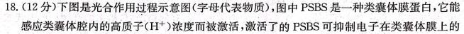 2023-2024学年安徽省九年级上学期阶段性练习（一）生物