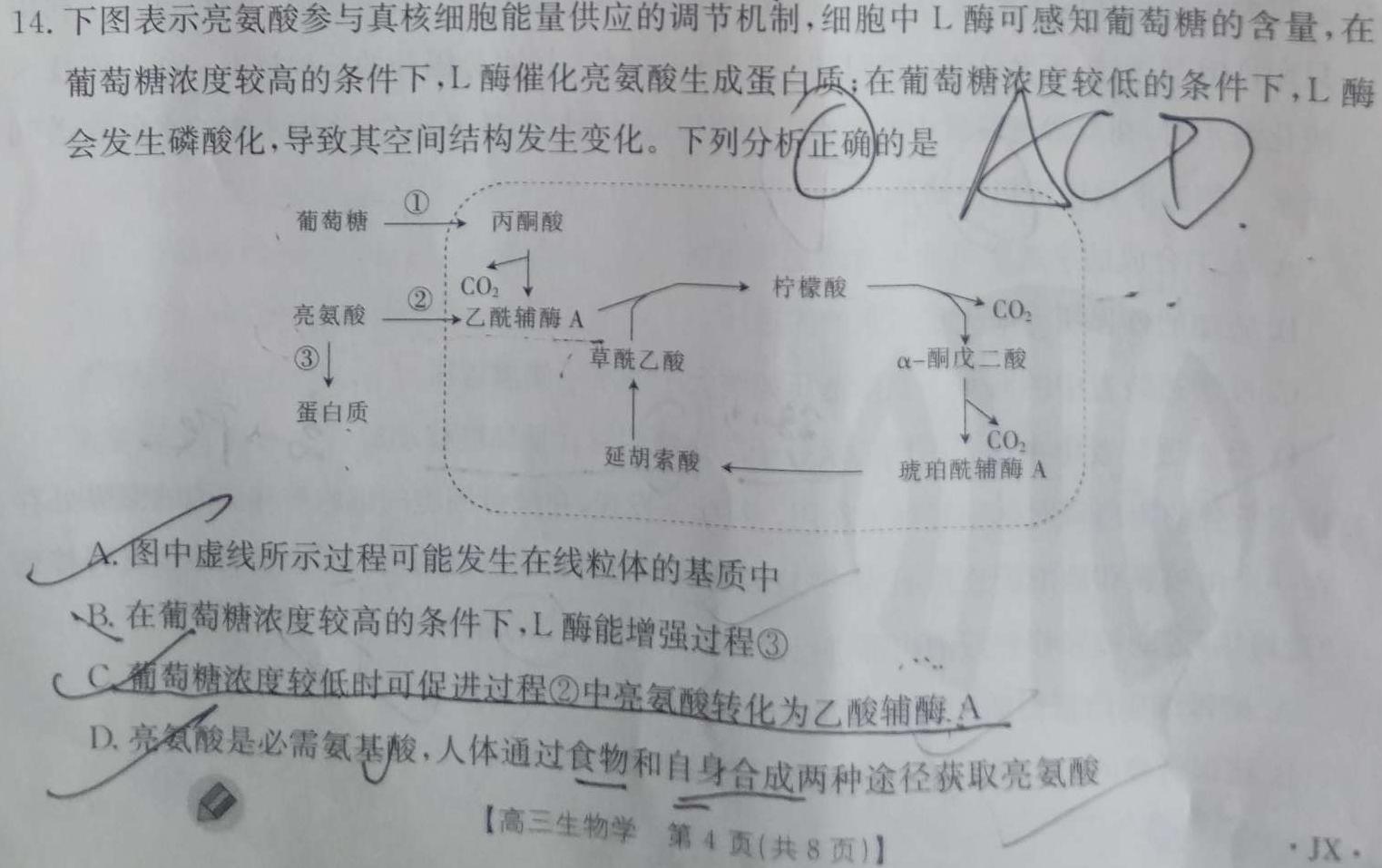 九师联盟 2024届高三9月质量检测巩固卷XG生物学试题答案