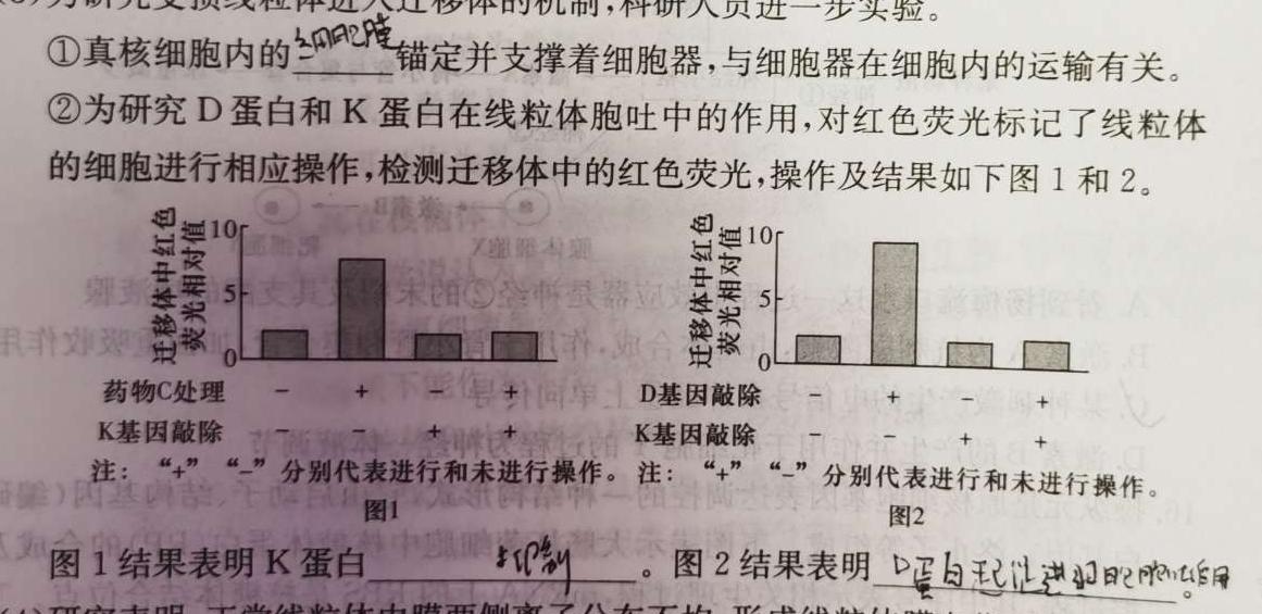 金科大联考·山西省2024高三年级10月联考生物学试题答案