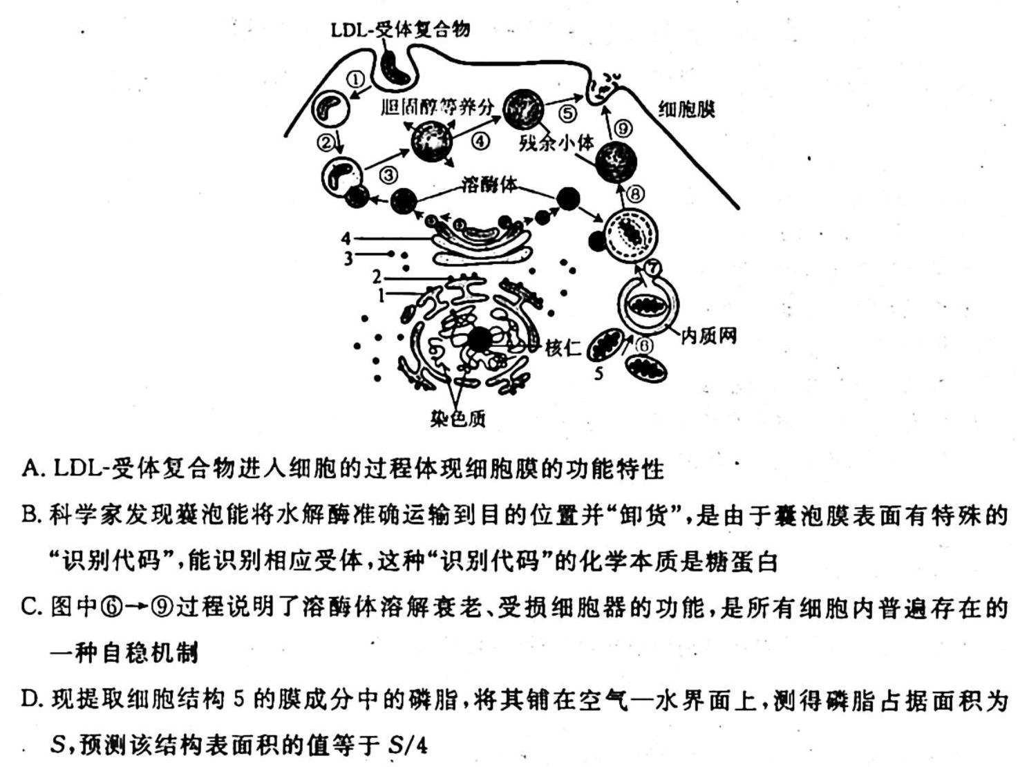 2023年皖东智校协作联盟高三10月联考生物