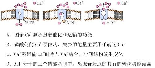 百师联盟2024届高三一轮复习联考(二)新教材生物学试题答案