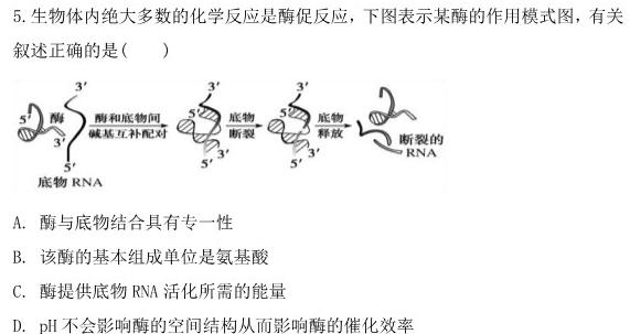 2024届高三11月大联考（全国乙卷）生物学试题答案