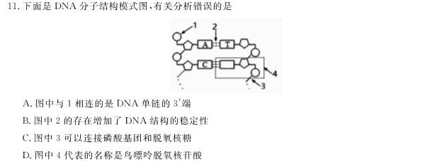 湖北省2023年秋八年级第一次月考生物学试题答案