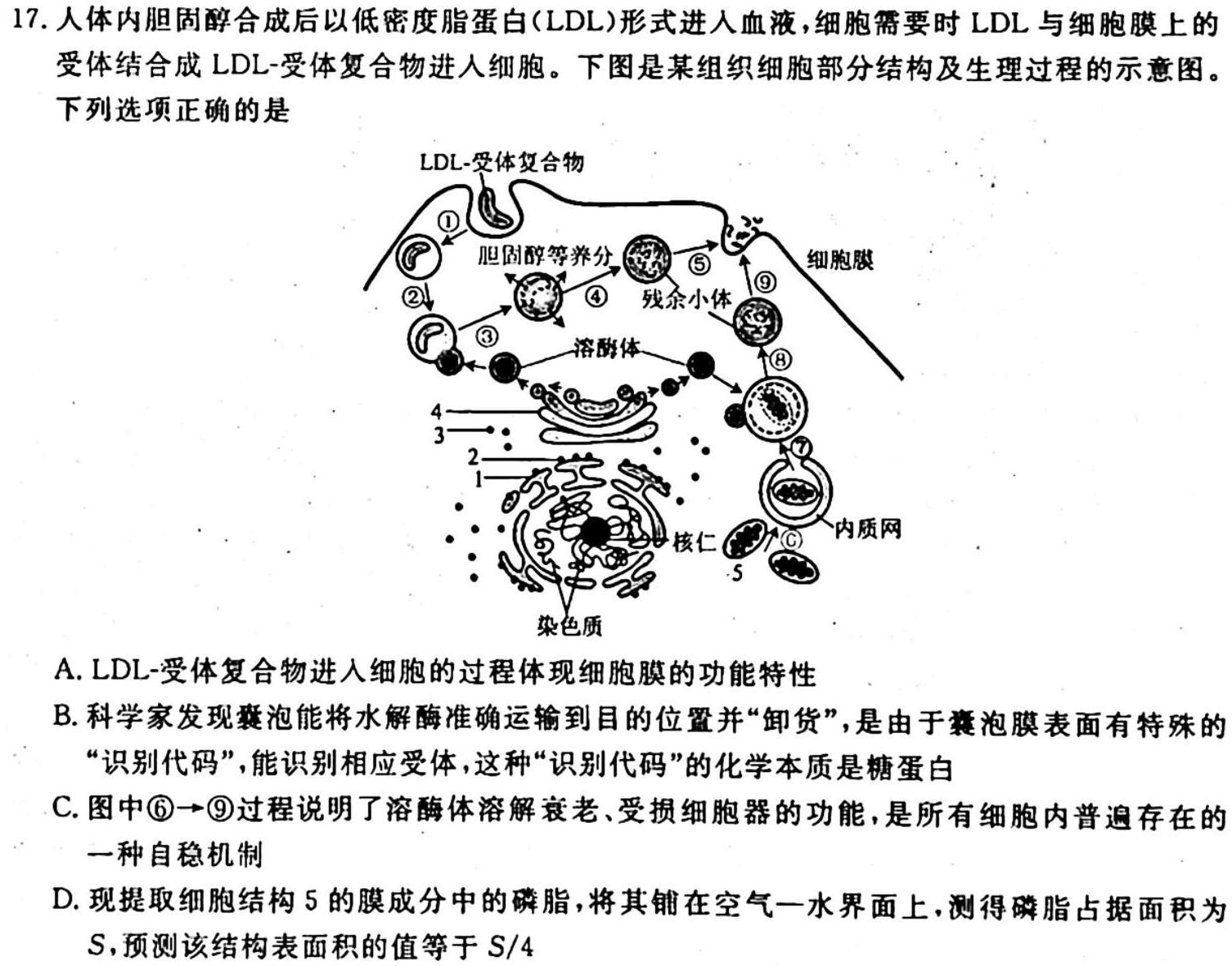 天一大联考顶尖联盟2023-2024学年高二秋季期中检测生物