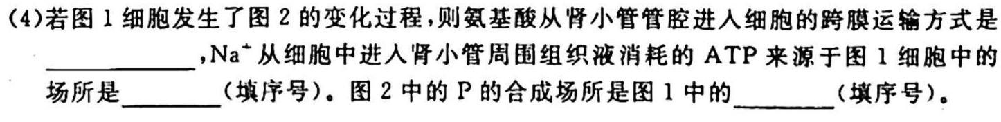 名校联考 2024届高三总复习月考卷(二)生物学试题答案