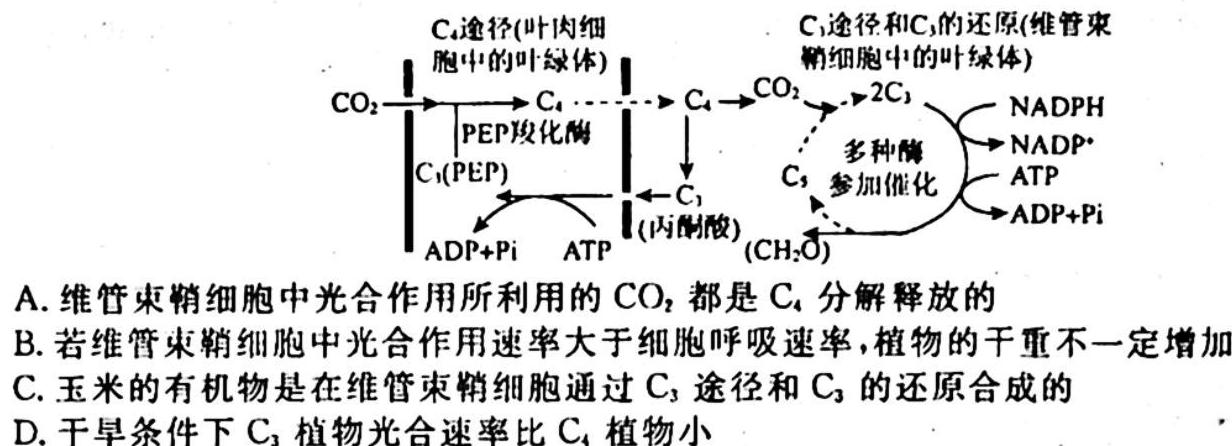 2023-2024学年重庆省高二11月联考(24-133B)生物学试题答案