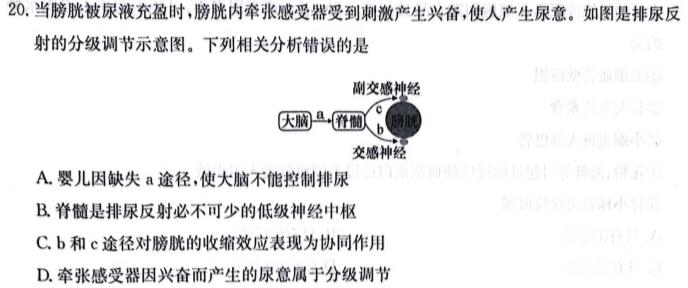 河南青桐鸣2024届普通高等学校招生全国统一考试 青桐鸣大联考(高三)(10月)生物