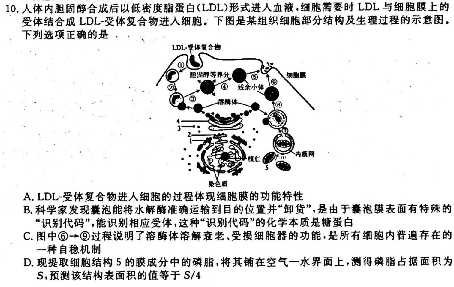 江苏省2023年秋学期高二阶段测试生物学试题答案