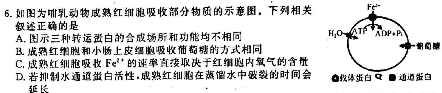 2023-2024学年安徽省七年级上学期阶段性练习（一）生物学试题答案