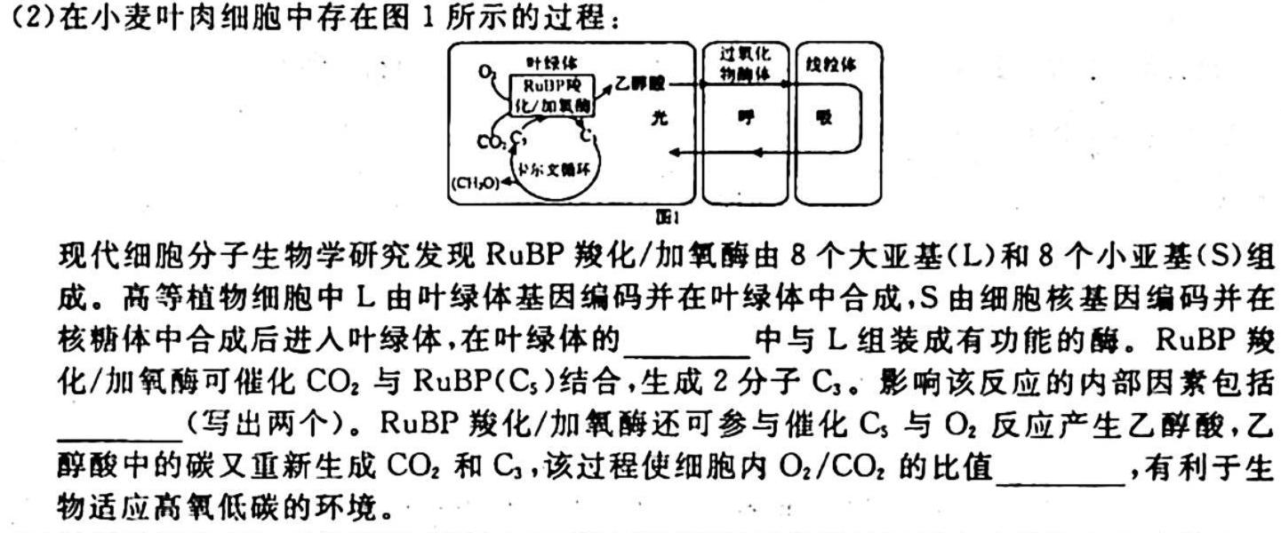 2023-2024学年福建省泉州市高二期中考(24-107B)生物学试题答案