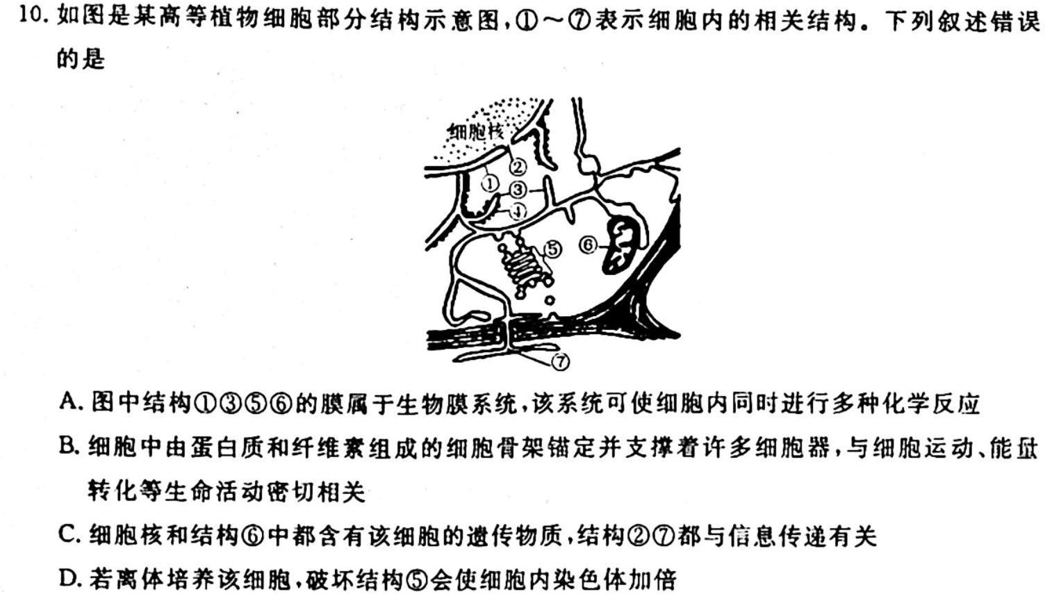 2023-2024学年洛阳强基联盟高二10月联考生物学试题答案