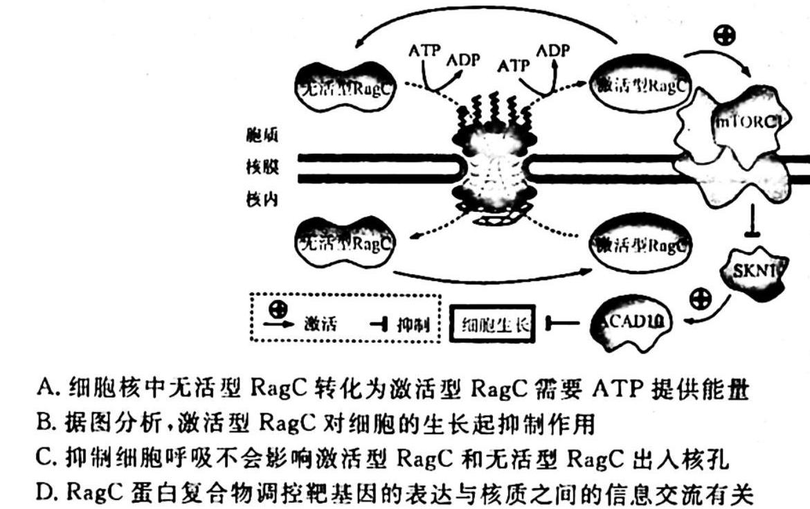  2023-2024学年安徽省八年级上学期阶段性练习（二）生物学试题答案