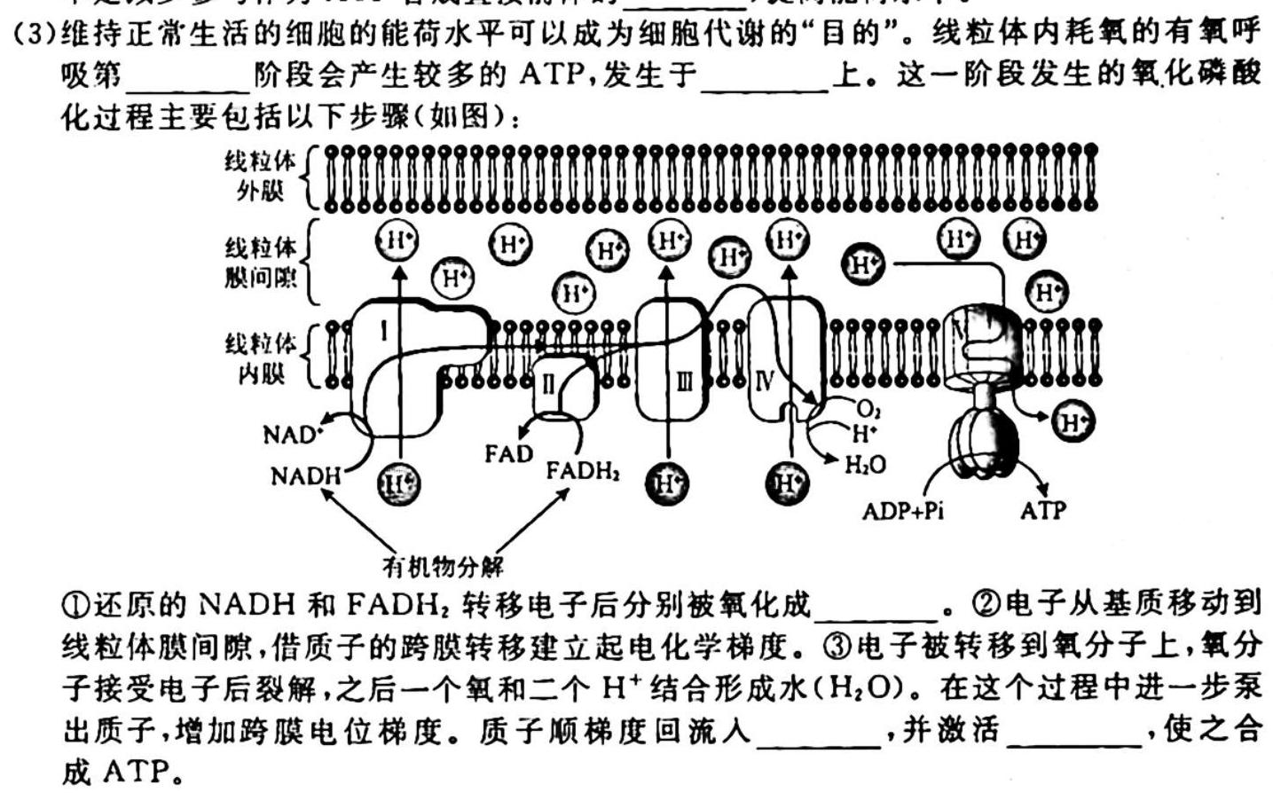 2023-2024衡水金卷先享题月考卷高三 三调生物