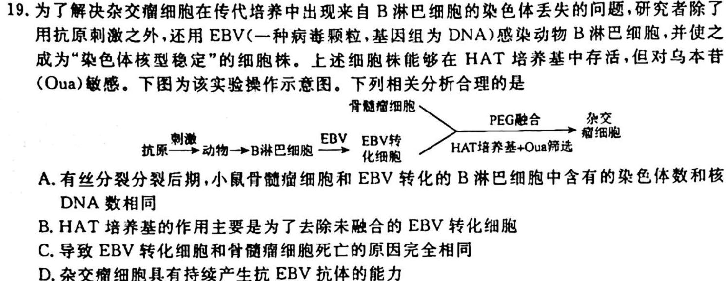 河南省2023-2024学年度高三一轮复习阶段性检测（四）生物学试题答案