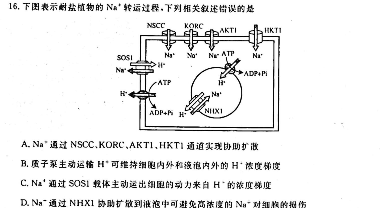 ［河南大联考］河南省2023-2024学年度高二年级上学期11月联考生物学试题答案