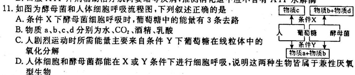 2023-2024学年内蒙古高二考试10月联考(☆)生物学试题答案