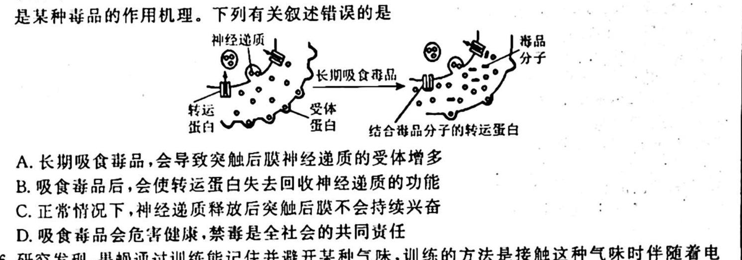 成都石室中学2023-2024学年度上学期高2024届十月月考生物试卷答案