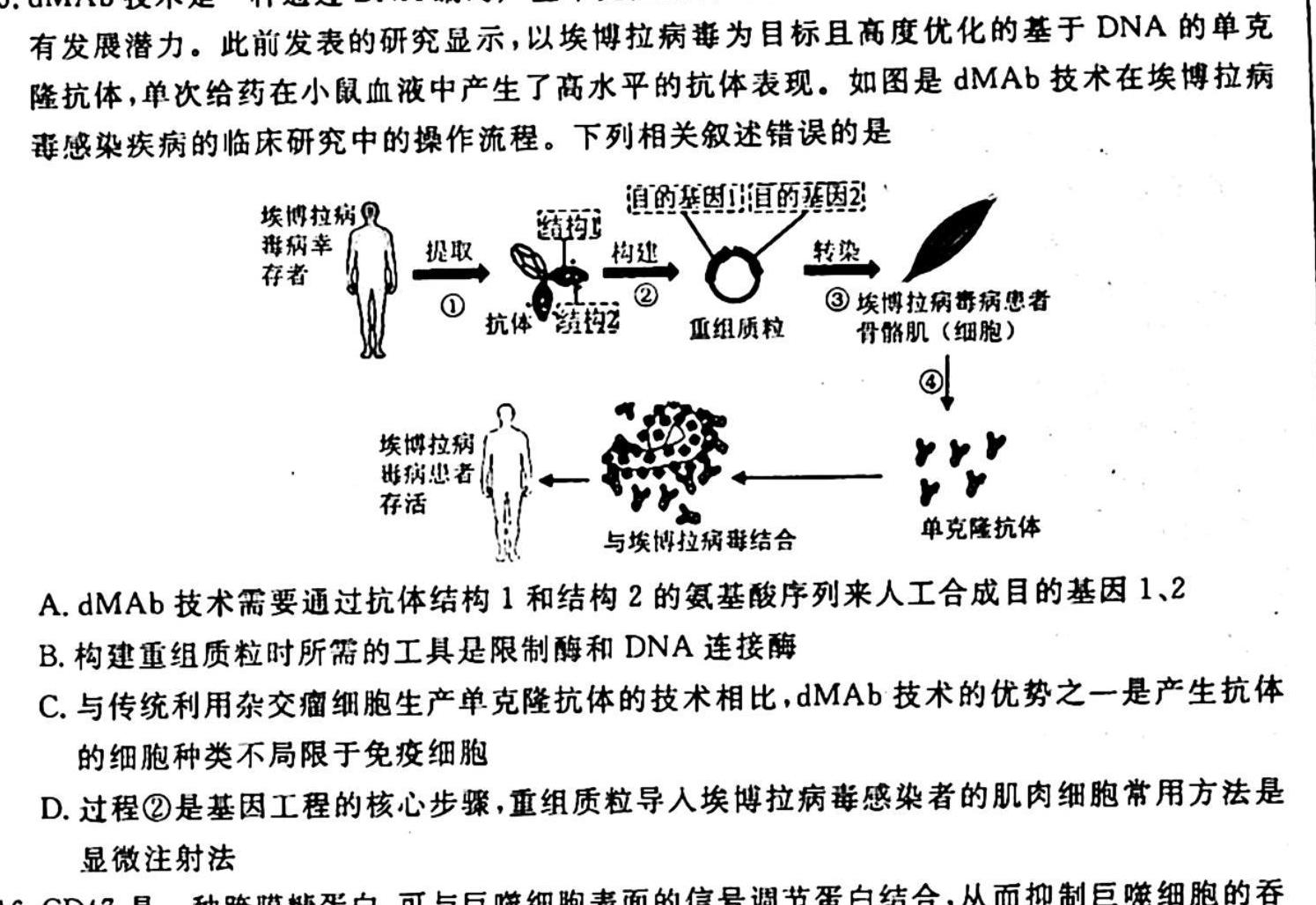 菁师联盟2024届高三上学期10月质量监测考试生物学试题答案