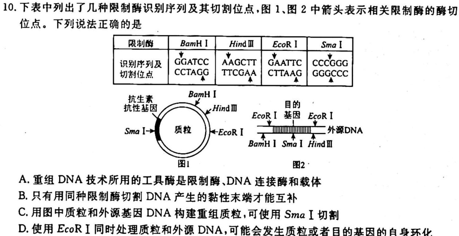 2023-2024学年广西高二年级10月阶段性考试(24-58B)生物试卷答案