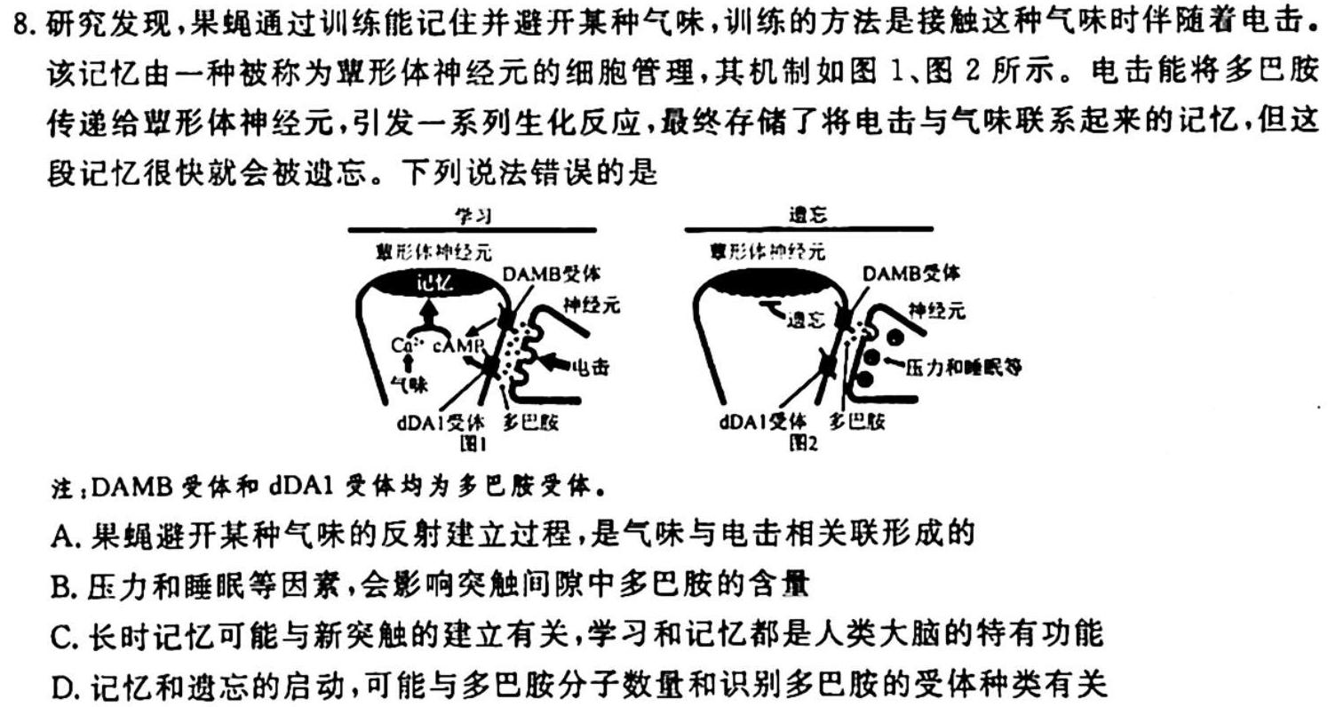 ［湖北大联考］湖北省2025届高二年级上学期10月联考生物学试题答案