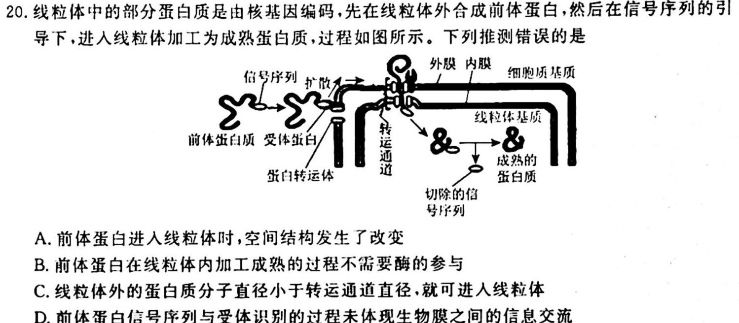 广西省2024届新高三年级摸底测试（10月）生物学试题答案