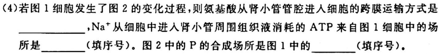 安徽省十联考 合肥一中2024届高三第一次教学质量检测(243060D)生物