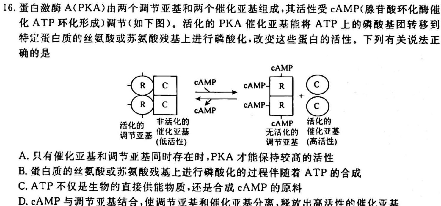 河南省顶级名校2023-2024学年高三上学期10月质量监测生物试卷答案