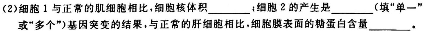 河南省2023-2024学年高中毕业班阶段性测试（二）生物学试题答案