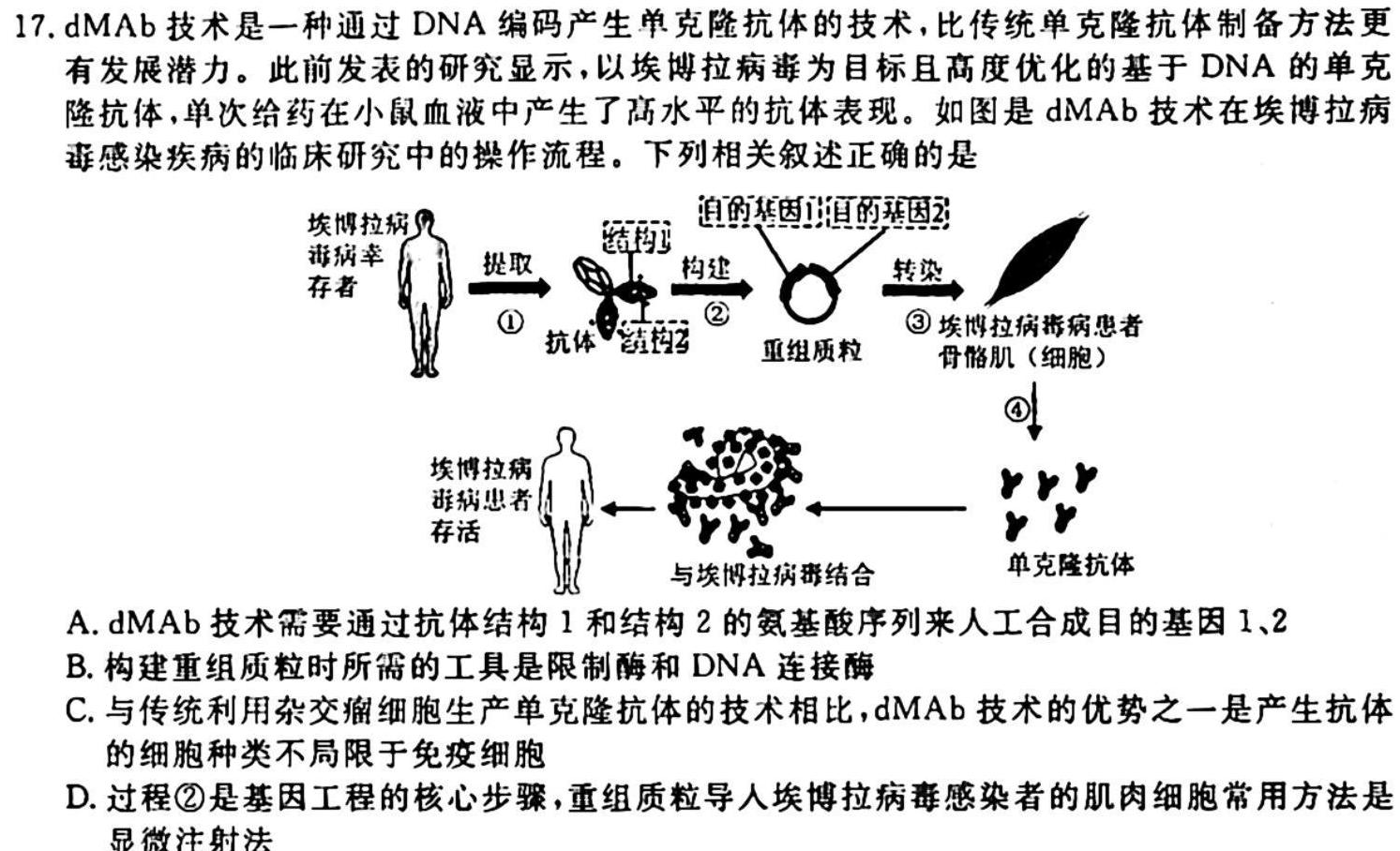 2024年普通高等学校统一模拟招生考试新未来10月联考（高三）生物学试题答案