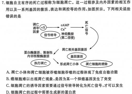 2024届广东省普通高中模拟测试卷(10月)生物试卷答案