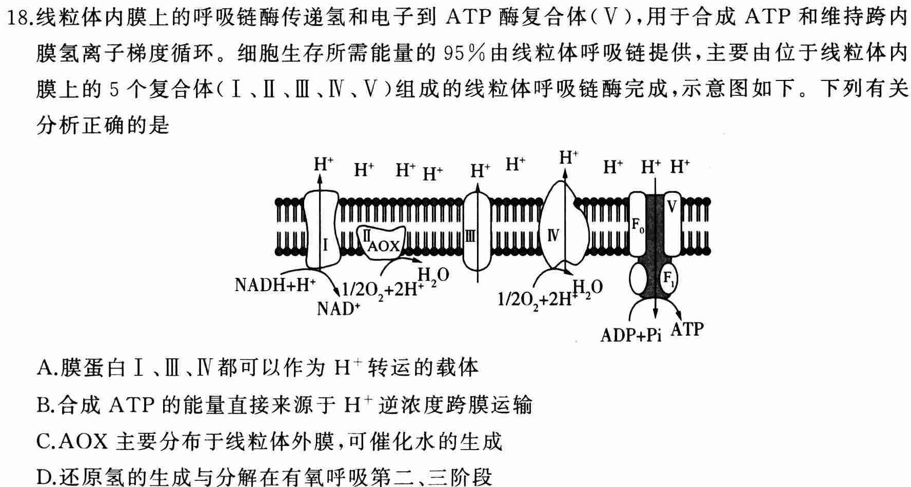 辽宁省铁岭市高三一般高中协作校期中考试(24-156C)生物学试题答案