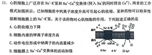 2024届湖北省高三试卷10月联考(24-16C)生物学试题答案